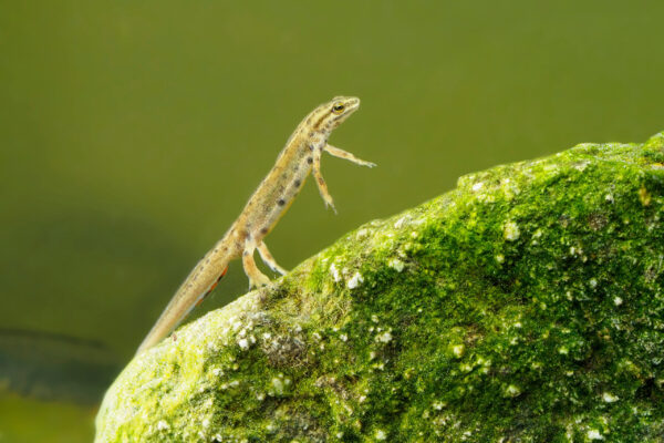 Smooth Newt