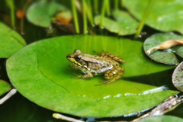 Common Frog
