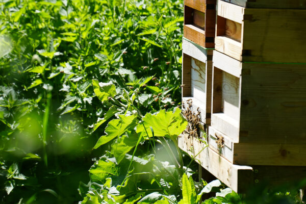 Bees at the Axe Head